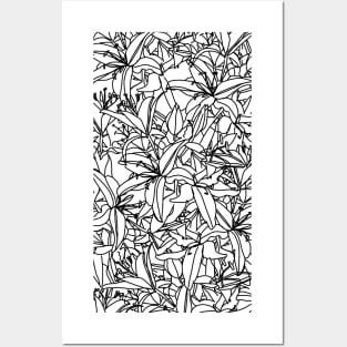 Stargazer Lily Flowers Line Drawing Black and White Posters and Art